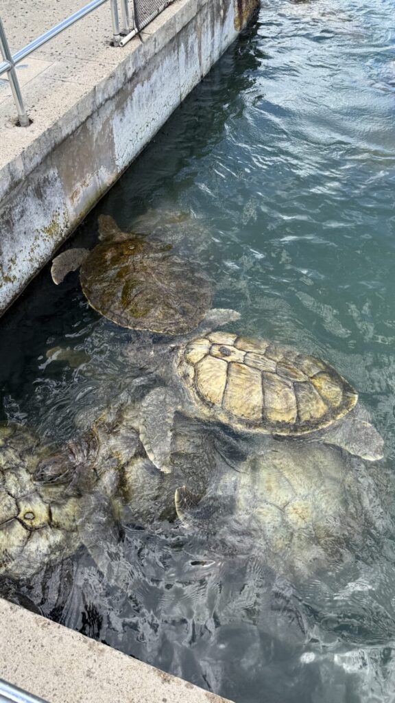 Cayman Turtle Center