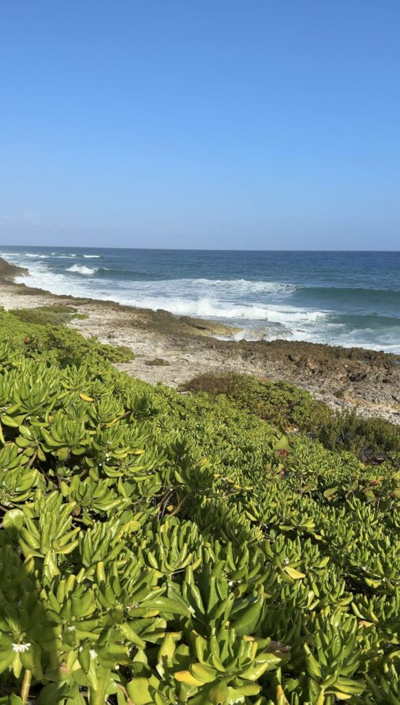 Blow Holes